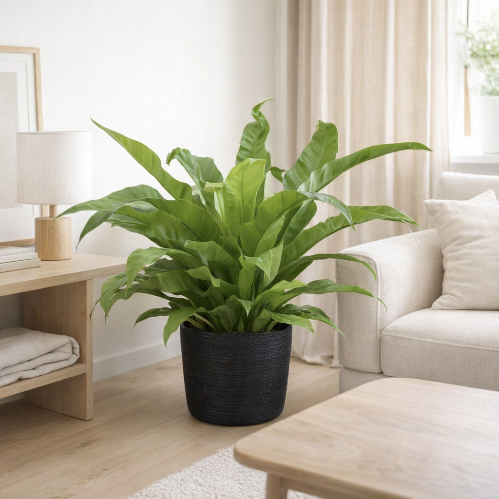 Pot Selin noir pour Begonia Old en situation