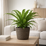 Asplenium Osaka en pot noir en situation
