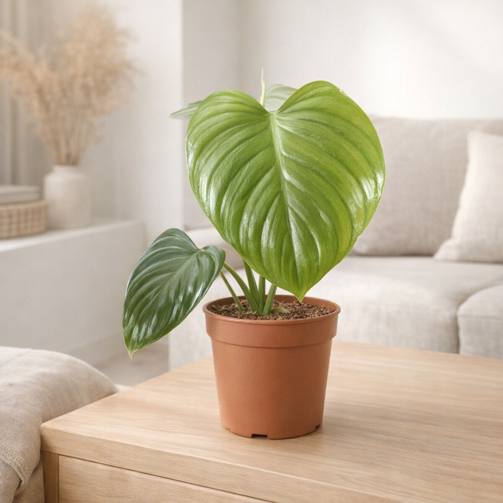 Philodendron Pittieri - Ø12cm - ↕30cm en situation