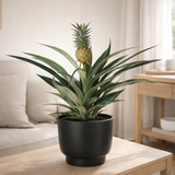 BROMELIA Ananas - Ø12cm - ↕30cm + potenza pot d13x11cm - noir en situation