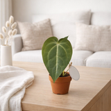 Anthurium magnifique - Ø6cm - ↕20cm en situation