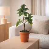 Alocasia Jacklyn - Ø12cm - ↕30cm en situation