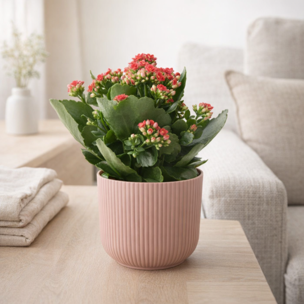 Kalanchoe Rosalina en pot rose 14 cm en situation