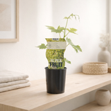 Vitis Bianca (raisin blanc) - Ø12 cm - ↕30cm en situation