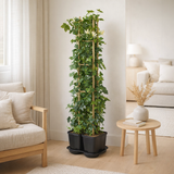 Mélange de plantes Hédéra et Lonicera vert en situation