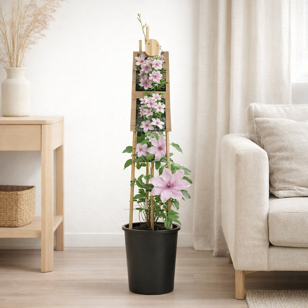 Plante Clematis rose Ø17 cm en situation