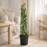 Hedera H. 'Glacier' +3.0 Étiquette - Ø17cm - ↕75cm en situation