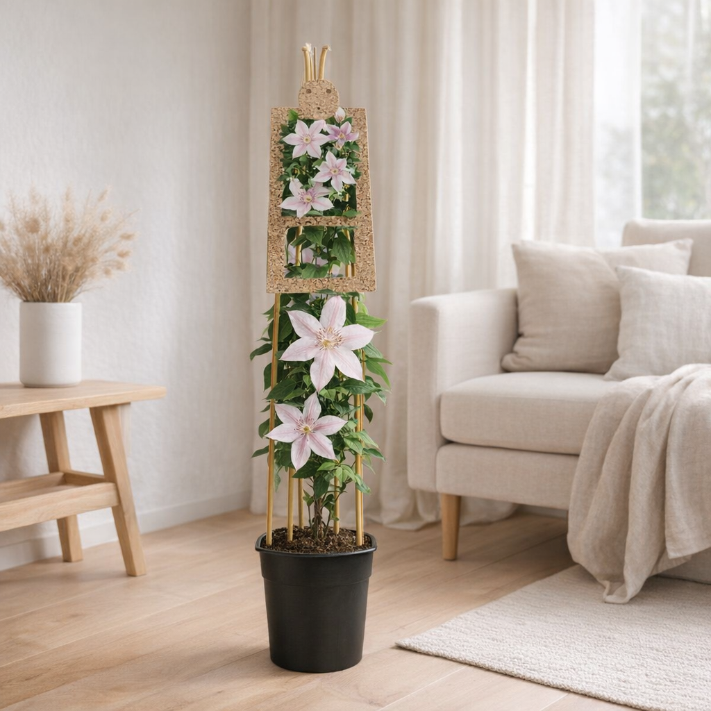 Clematis 'John Paul II' +3.0 Étiquette - Ø17cm - ↕75cm en situation