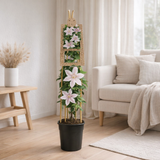 Clematis 'John Paul II' +3.0 Étiquette - Ø17cm - ↕75cm en situation