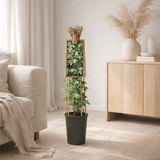 Clematis alp. «Willy '+3.0 Label - Ø17cm - ↕75cm en situation