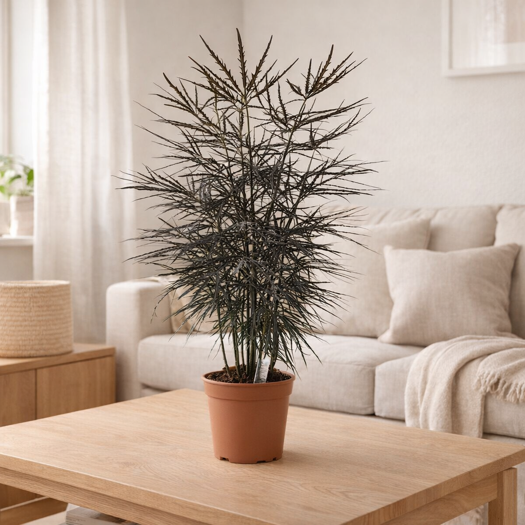 Dizygotheca Elegant - Ø19cm - ↕65cm en situation