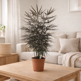 Dizygotheca Elegant - Ø19cm - ↕65cm en situation