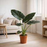Plante Alocasia Regal Shield Ø21 cm en situation