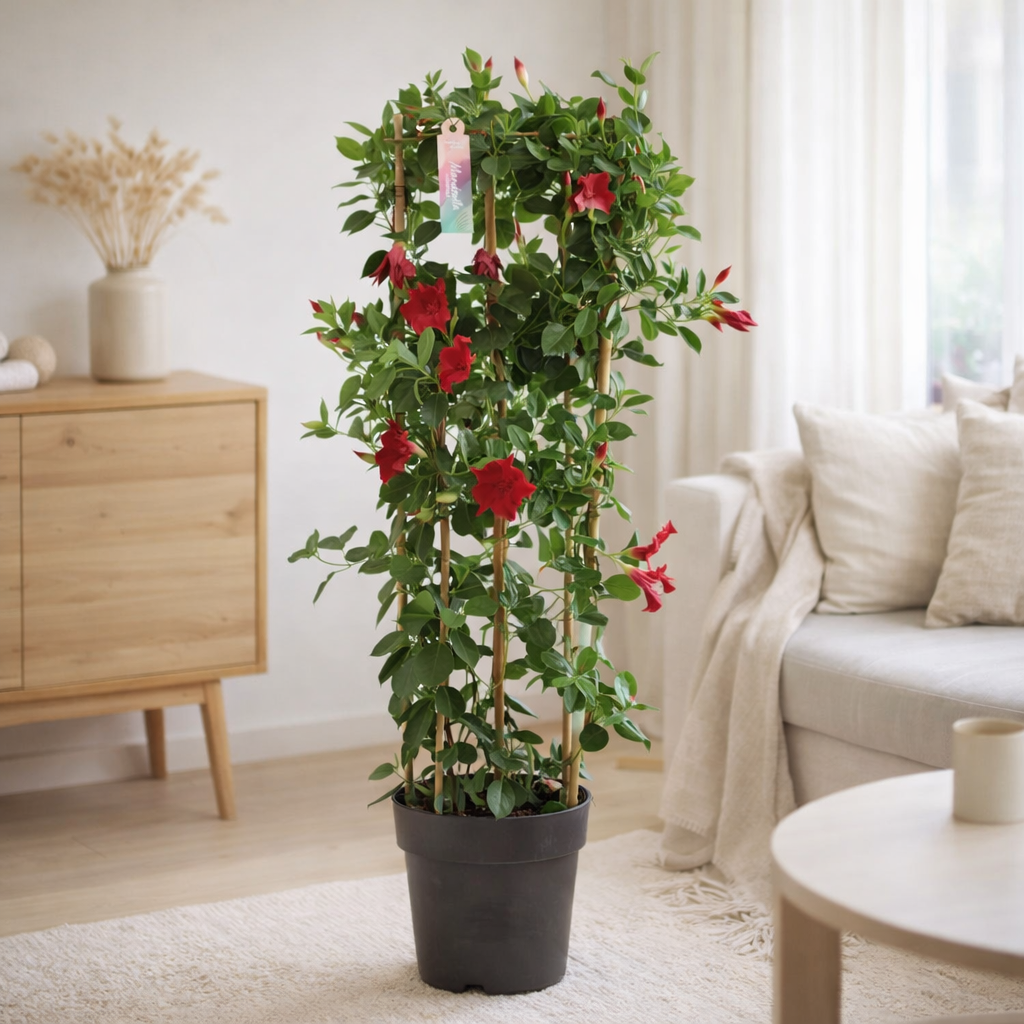 Dipladen rouge op relax P21 - Ø21cm - ↕110cm en situation