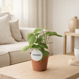 Philodendron Pérou - Ø12cm - ↕30cm en situation