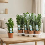 Zamioculcas Zamiifolia - Ø14cm - ↕55cm en situation