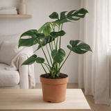 Delicious Monstera - Ø21cm - ↕55cm en situation