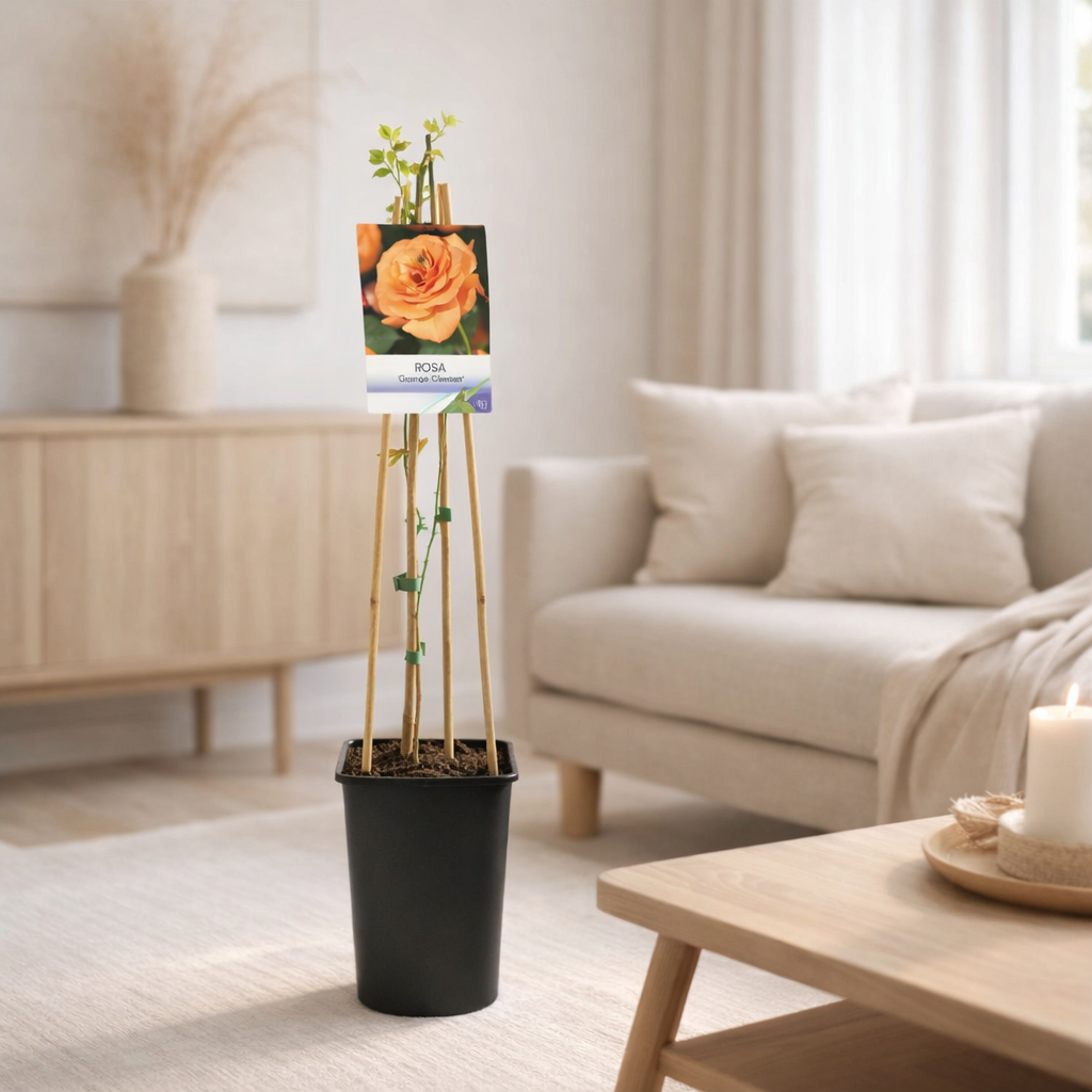 Rosa 'Orange Climber' + Light Label - Ø17cm - ↕75cm en situation