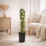 Hedera 'Goldheart' verte en situation
