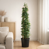 Hedera H. 'Ivalace' + Light Label - Ø17cm - ↕75cm en situation