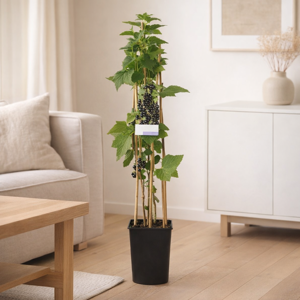Ribes Nigrum 'Titania' + Light Label - Ø17cm - ↕75cm en situation