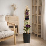 Clematis 'Warszawska Nike' +3.0 Étiquette - Ø17cm - ↕75cm en situation