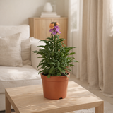 Erysimum violet en situation