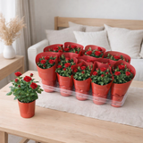 Rosier en pot rouge Dolc'amore® Metallic - Ø10,5 cm - ↕25 cm en situation