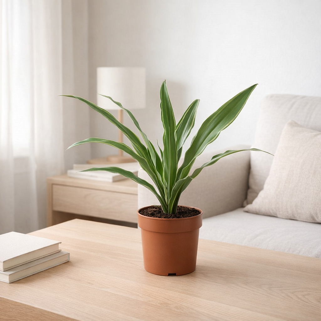 Dracaena Warneckei 12cm - Ø12cm - ↕40cm en situation
