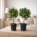 Kumquat OP Stam - Ø21cm - ↕65cm en situation