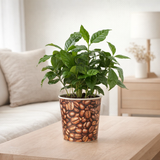 Coffea Arabica avec grains de café en situation