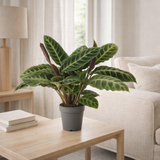 Calathea Warscewiczii - Ø14cm - ↕50cm en situation