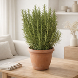 Rosmarinus officinalis - Ø25cm - ↕45cm en situation