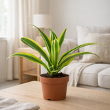 Dracaena Lemon Lime 12cm - Ø12cm - ↕27cm en situation