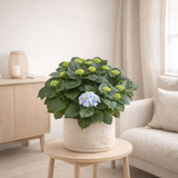 Hortensia Early Blue en pot Ø23 cm en situation