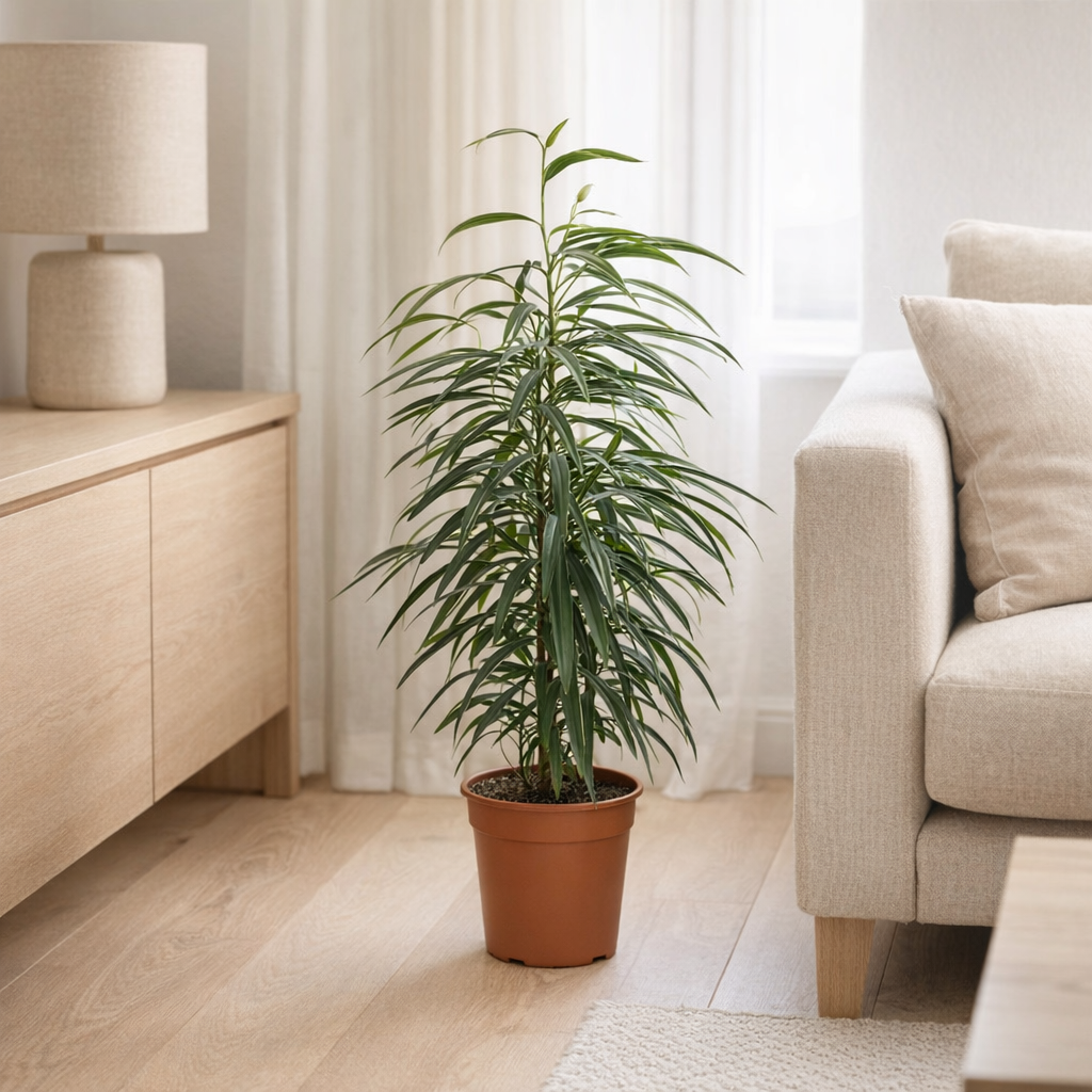 Ficus binnendijkii 'alii' - Ø17cm - ↕50cm en situation