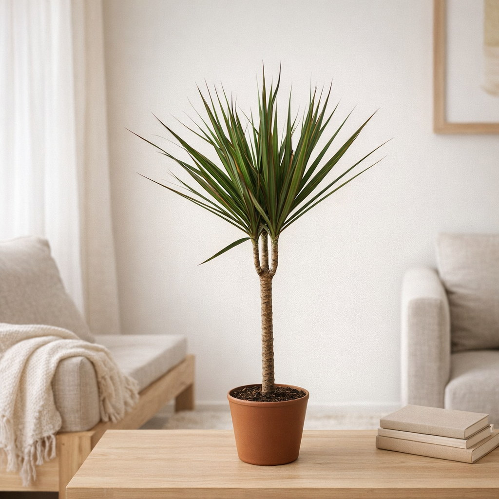 Dracaena Marginata - Ø17cm - ↕60cm en situation