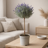 Lavandula Angustijolia OP Stam - Ø18cm - ↕80cm en situation