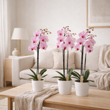Lot de 2 phalaenopsis roses en pot blanc 12 cm en situation