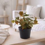 Philodendron grimpant «Shining» - Ø12cm - ↕25cm en situation