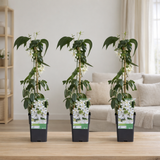 Clematis armandii - 3 pièces - Ø15cm - ↕65cm en situation