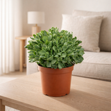 Crassula arborensis Cristaat - Ø17cm - ↕30cm en situation