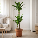 Dracaena Janet Craig 60-30-15 - Ø21cm - ↕100cm en situation