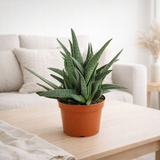 Gasteria Minor - Ø17cm - ↕20cm en situation