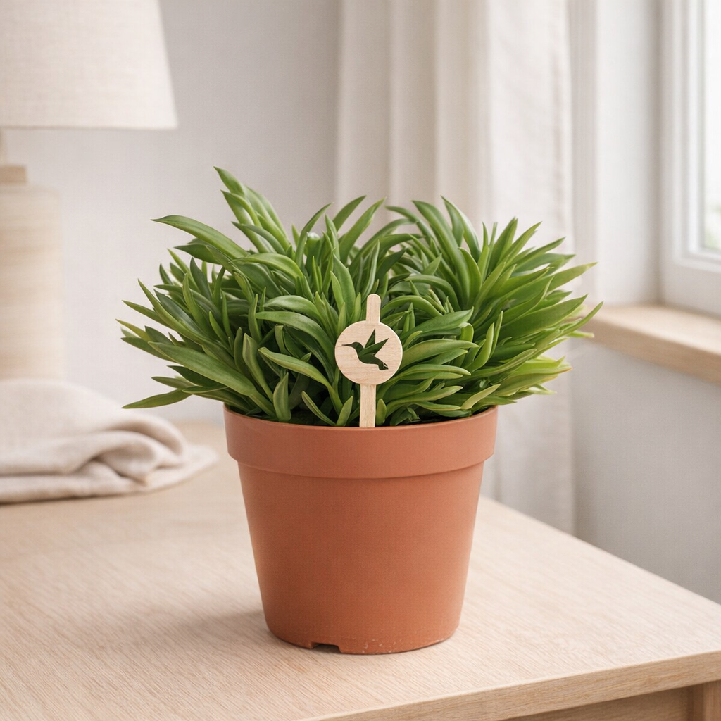 Succulente verte en pot 12 cm en situation