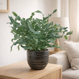 Phlebodium bleu en pot noir 12 cm en situation