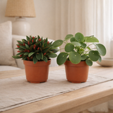 Lot de 2 plantes vert et rouge en situation
