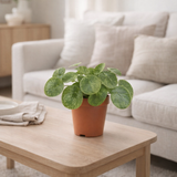 Pilea mojito - Ø13cm - ↕20cm en situation