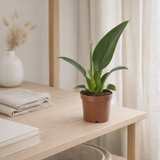 Philodendron Pacova - Ø12cm - ↕25cm en situation