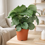 Calathea orbifolia - Ø21cm - ↕70cm en situation